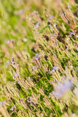 Phacelia (Phacelia tanacetifolia) is a very attractive plant. One of the best honey-producing flowers for honeybees also known for its 