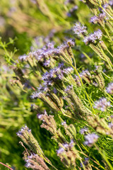 Obraz premium Phacelia (Phacelia tanacetifolia) is a very attractive plant. One of the best honey-producing flowers for honeybees also known for its 