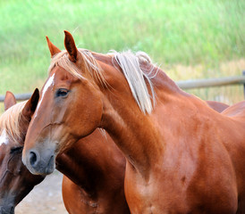 Obraz premium Head and Shoulders