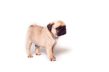 Puppy pug standing at the white background. Image isolated