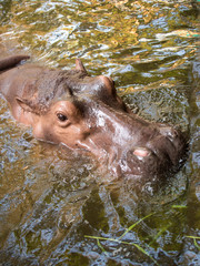 Hippo head closeup on a background of green water