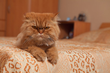 Red cat lying on the sofa.