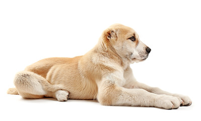 Central Asian Shepherd puppy isolated on white