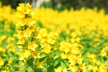 Yellow flowers, closeup