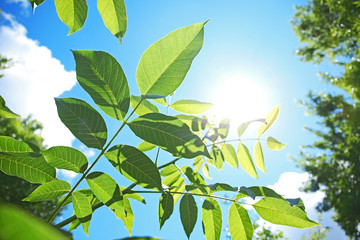 Obraz premium Tree branches with green leaves on sky background