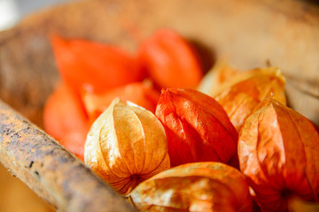 Physalis