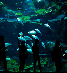 Silhouettes of people against the backdrop of a large aquarium with marine life