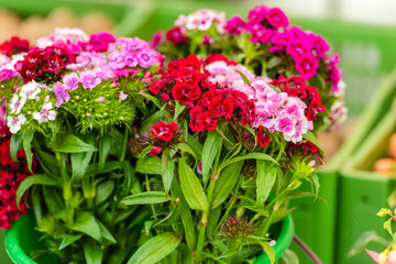 Obraz premium Beautiful carnation flowers at an european market