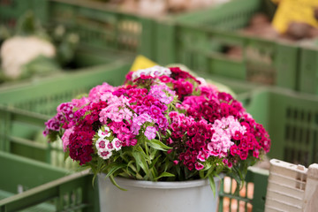 Beautiful carnation flowers at an european market