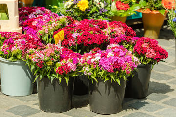 Beautiful carnation flowers at an european market