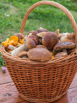 basket full of fresh forest mushrooms on wooden surface