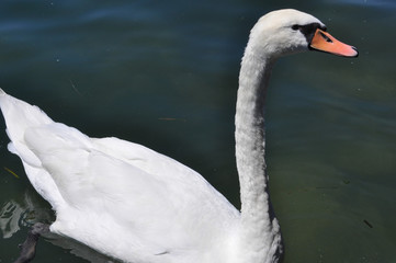 Swan bird animal