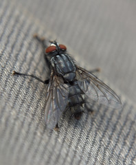 Detail of fly in sunny day