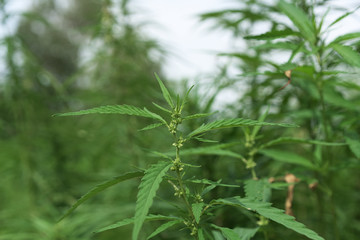 Technical marijuana field in Austria