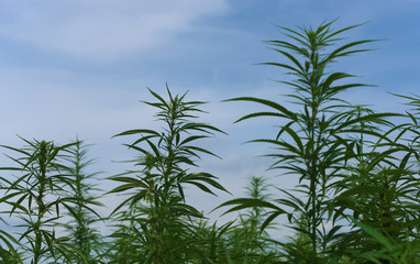 Technical marijuana field in Austria