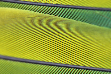 Naklejka premium Close up macro photo of parrot's feather beautiful background