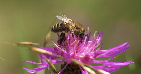 Bee on bloom of thistle flower