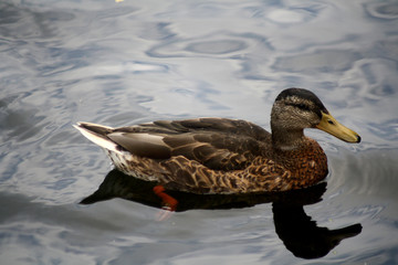 Abstract duck scene England 