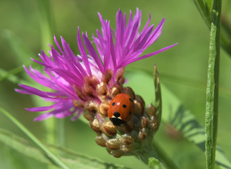 Obraz premium Ladybird on thistle flower