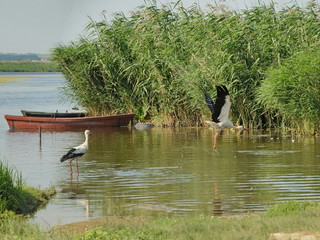 White storks (Ciconia ciconia) taking off and walking in shallow water of the Inhul (Ingul) River,...