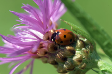 Ladybird on thistle flower