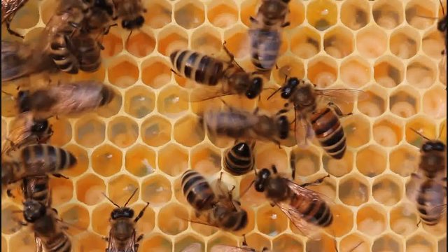 Bees feed the larvae.
The cells are the larvae of bees future. Adult bees feed them.
