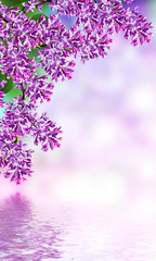 Obraz premium Spring landscape. Fragrant branch of beautiful flowers lilac.