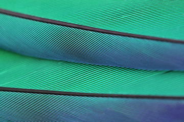 Fototapeta premium Close up macro photo of parrot's feather beautiful background