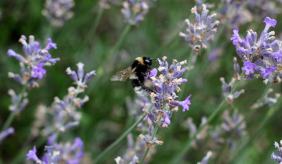 Abstract garden scene 