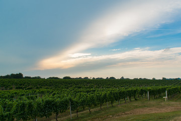 Fototapeta na wymiar Grape vines in field