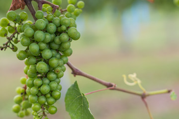 Maturing grapes on vine