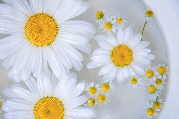 Chamomile on the water surface