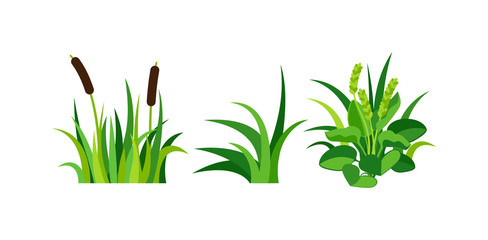 Fototapeta na wymiar Grass vector illustration.