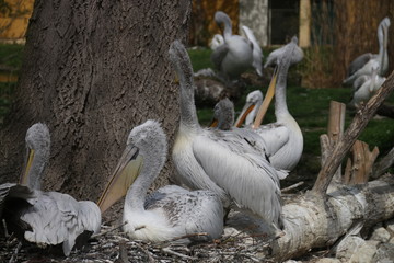 Pelikan © sorensen15