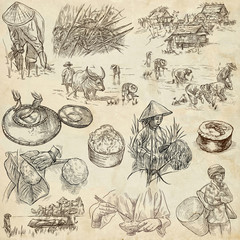 Rice.Agriculture.Life of a farmer.Rice crop, set.Collection of an hand drawing illustrations.Pack of full sized hand drawn illustrations.Set of freehand sketches.Line art technique.Drawing on paper.
