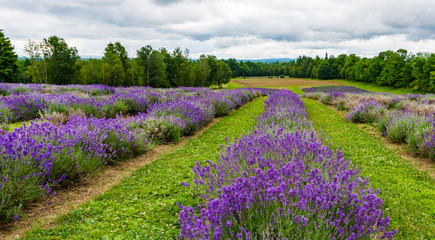 Naklejka na ściany i meble a field of lavender plants in full bloom in rows 