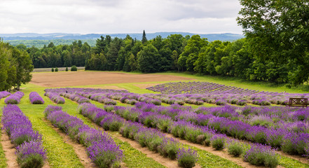 Fototapeta na wymiar a field of lavender plants in full bloom in rows 