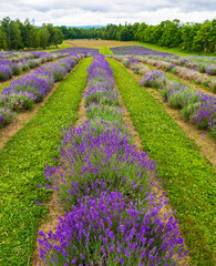 a field of lavender plants in full bloom in rows  
