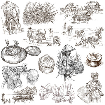 Rice.Agriculture.Life of a farmer.Rice crop, set.Collection of an hand drawing illustrations.Pack of full sized hand drawn illustrations.Set of freehand sketches.Line art technique.Drawing on white.