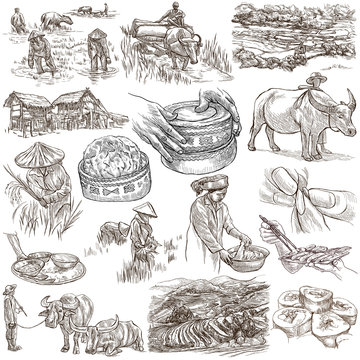 Rice.Agriculture.Life of a farmer.Rice crop, set.Collection of an hand drawing illustrations.Pack of full sized hand drawn illustrations.Set of freehand sketches.Line art technique.Drawing on white.