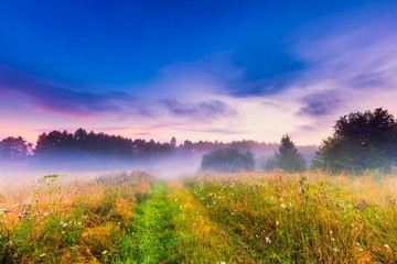 Wild foggy meadow landscape