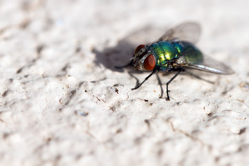 Green Bottle Fly on a stucco wall