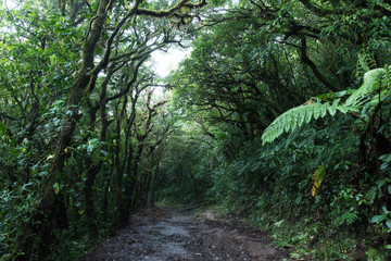 Cloud Rainforest of Monteverde in Costa Rica
