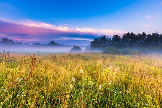 4,356,200 BEST Meadow IMAGES, STOCK PHOTOS & VECTORS | Adobe Stock