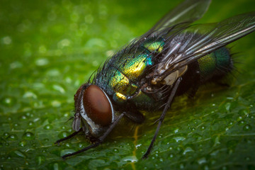 Common Green Bottle Fly