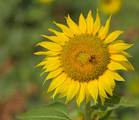 bee and sunflower