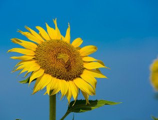 Naklejka premium bee and sunflower
