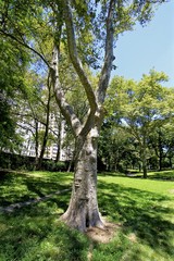 Fototapeta na wymiar Tree in Central Park - New York city