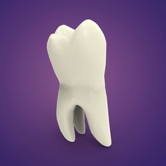 Healthy white tooth anatomy illustration