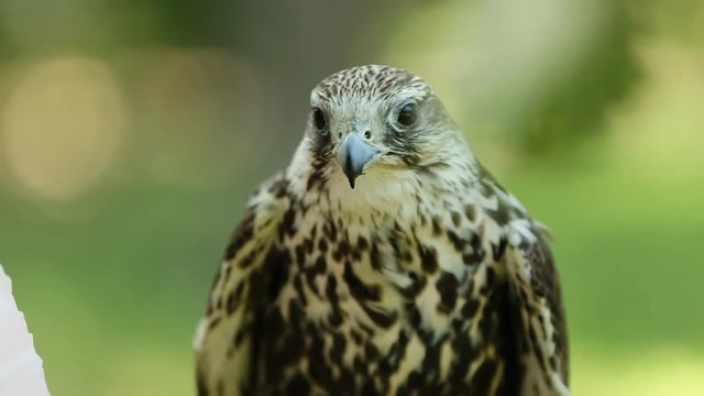 Saker falcon. Falco cherrug. Bird of prey close-up outdoors, Green forest as background